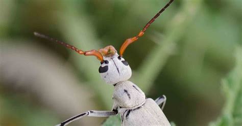 Window On A Texas Wildscape Gray Blister Beetles