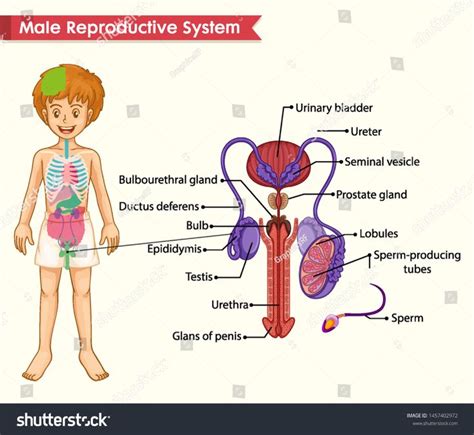 Scientific Medical Illustration Male Reproductive System Stock Vector Royalty Free 1457402972