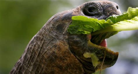 Identifican nueva especie de tortuga gigante en islas Galápagos El