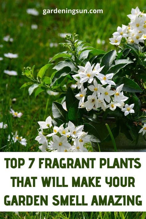 Top Fragrant Plants That Will Make Your Garden Smell Amazing