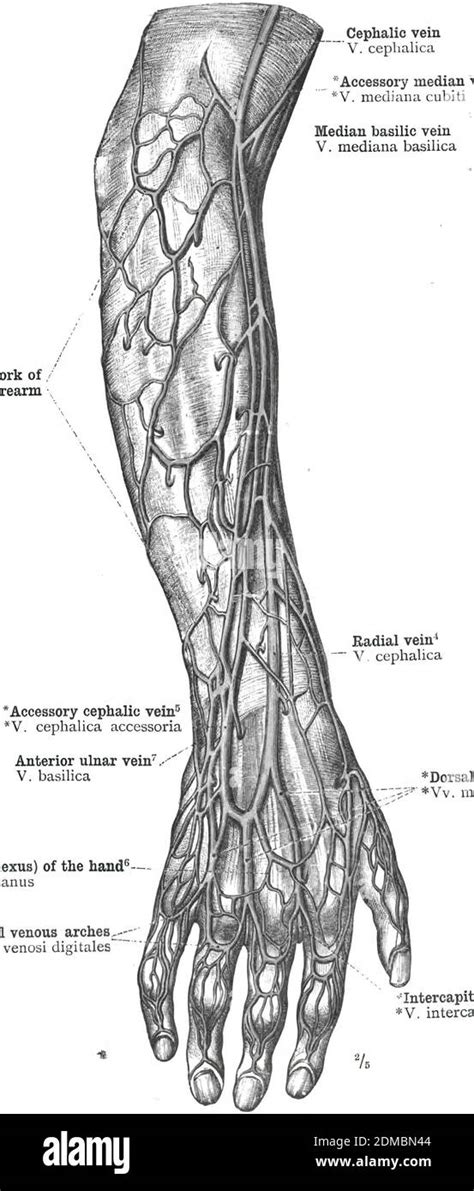 Extremidad Superior Venas Fotograf As E Im Genes De Alta Resoluci N Alamy