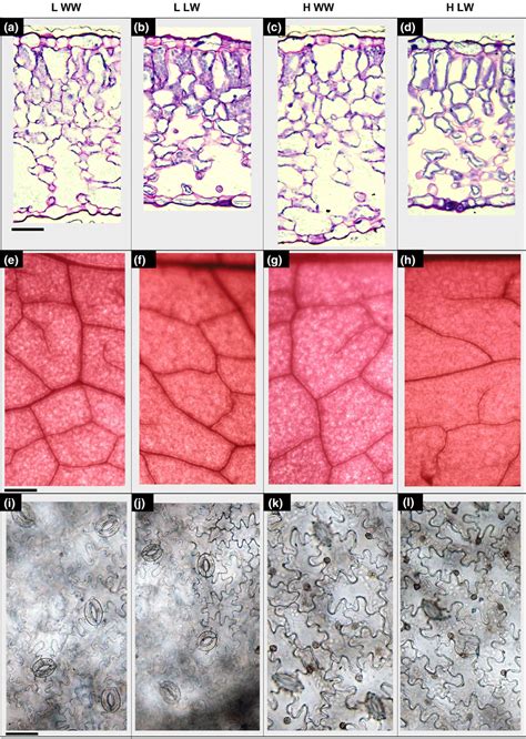 Light Microscopy Views Of Leaf Lamina Cross Sections Ad And Leaf