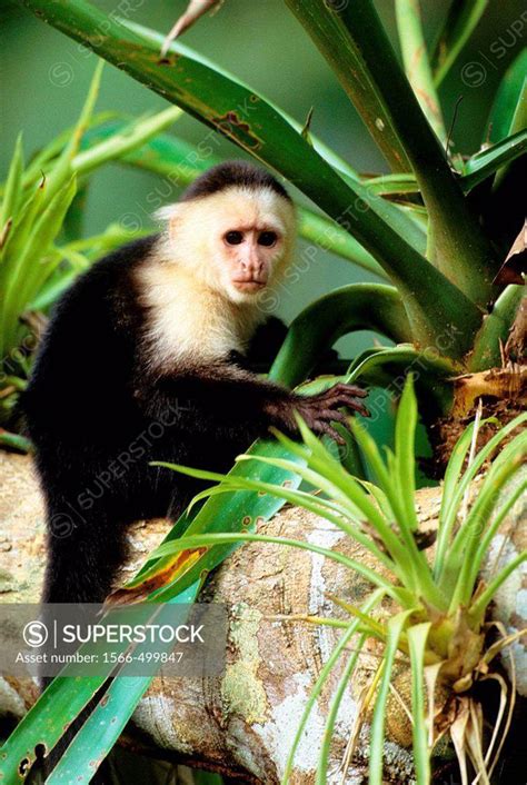 White Face Capuchin Monkey Portrait Cebus Capucinus Superstock