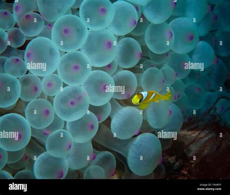 Juvenile Clark S Anemonefish Amphiprion Clarkii In Bubble Tip Anemone