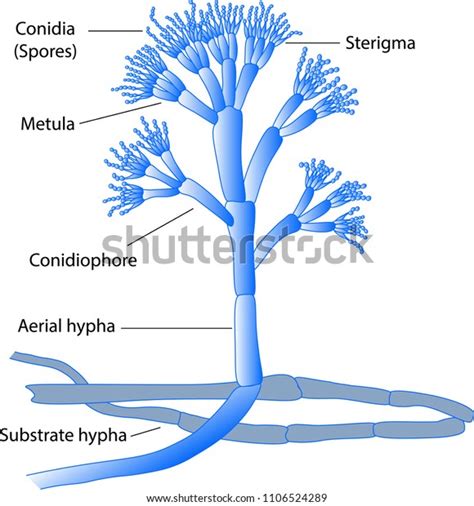 Structure Penicillium