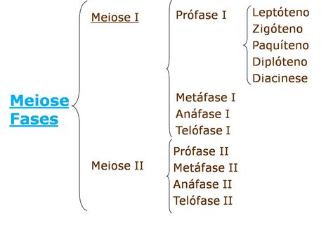 Ciências e Biologia Prof ª Biól Rosalia Aula divisão celular 1º