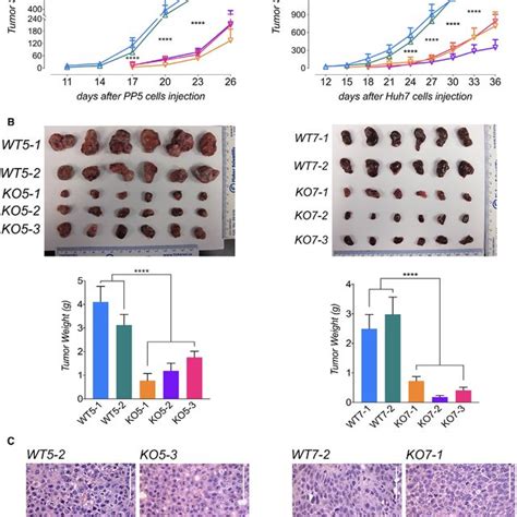 Dusp9 Ko Decreases Human Hcc Xenograft Growth In Vivo A Xenograft Download Scientific