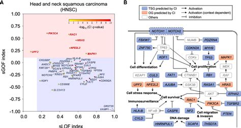 CI Identified 45 Genes Under Positive Selection In Head And Neck