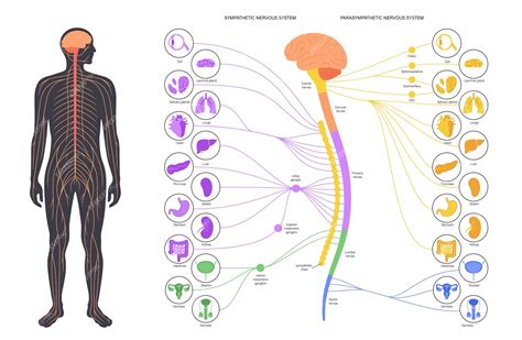 Premium Vector | Autonomic nervous system