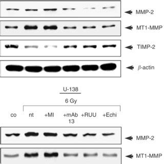 Western Blot Analysis Of MMP 2 MT1 MMP And TIMP 2 In Nonirradiated