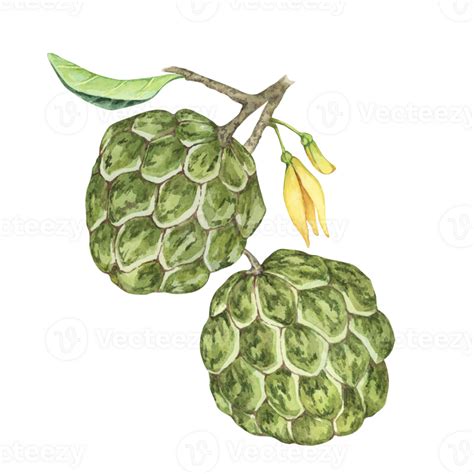 Ripe Green Whole Tropical Cherimoya Exotic Fruit With Leaves And