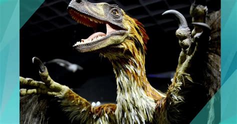 New science shows dinosaurs had feathers