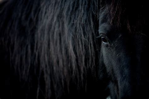 Black horse photography print Friesian Frisian eye close up