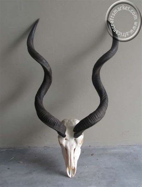 African-Kudu-skull | Animal skull tattoos, Animal skulls, Skull art