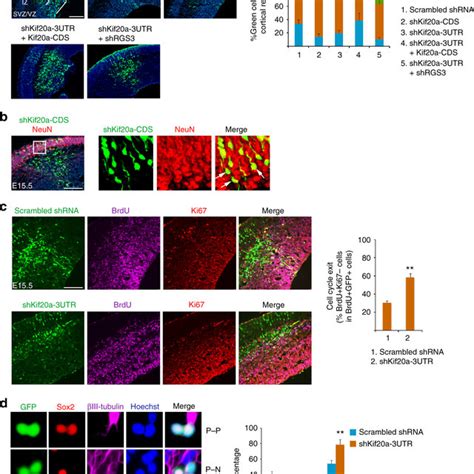 Knockdown Of Kif20a Causes Neuronal Differentiation In Npcs A Dna