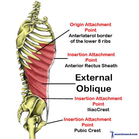 External Oblique Muscle Origin And Insertion