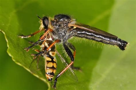 10 Predatory Insects To Avoid At All Costs