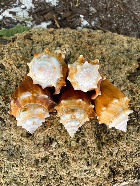 Juvenile Florida Fighting Conchs Strombus Alatus Piece Etsy