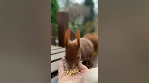 Hazelnuts Are His Favourite 🌰😁🐿️ Squirrel Handfeeding Eichhörnchen