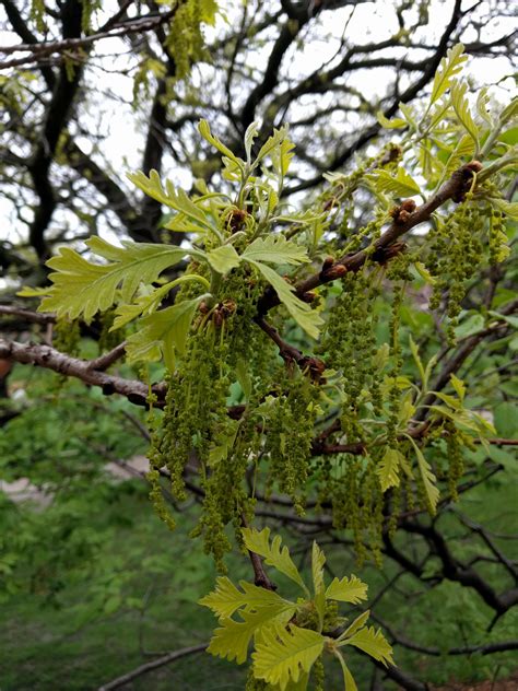 Bur Oak Quercus Macrocarpa The Ufor Nursery And Lab