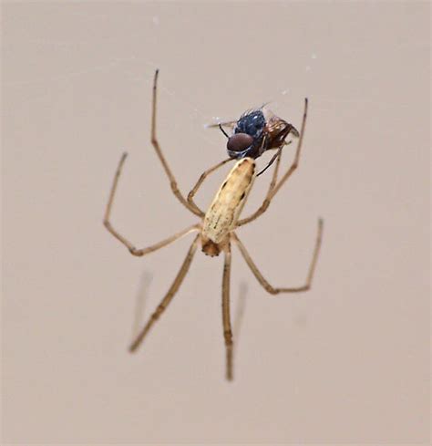 Long Jawed Orb Weaver Tetragnatha Tetragnatha BugGuide Net