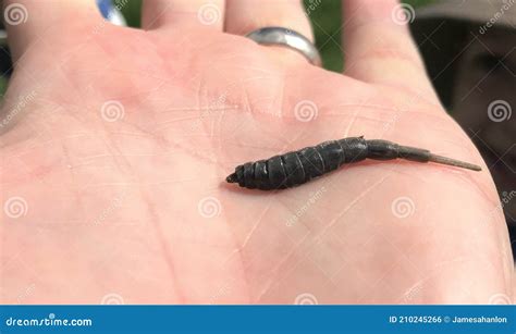 Rat Tailed Maggot Hoverfly Larva Stock Photo Image Of Specimen