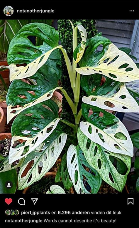 Monstera Adonsonii Japanese Tri Color Variegated Campestre Al Gov Br