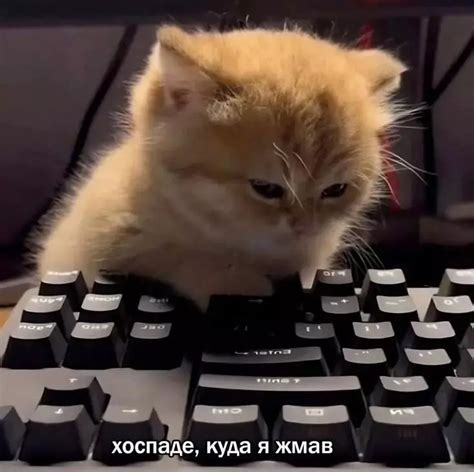 Create meme "cat at work, cat , animals funny" - Pictures - Meme ...