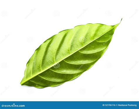 Green Leaf Isolated Stock Photo Image Of Growth Freshness