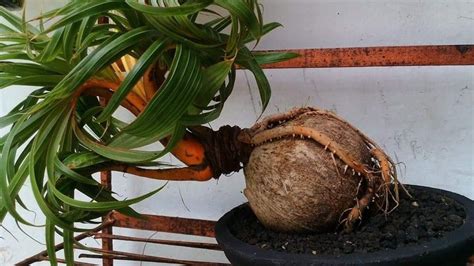 Gambar Bonsai Kelapa Unik Materi Belajar Online