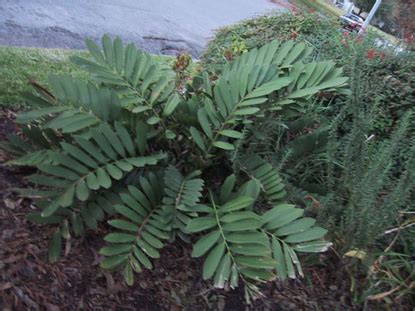 Zamia Palm (Zamia furfuracea) | Naples Florida