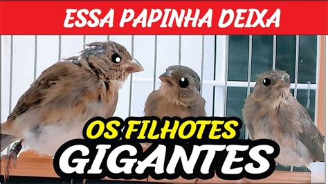 Como Fazer Papinha Para Filhote De Coleiro Youtube