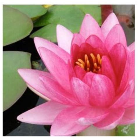 NYMPHAEA Perry S Super Red En Rhizome Gamm Vert