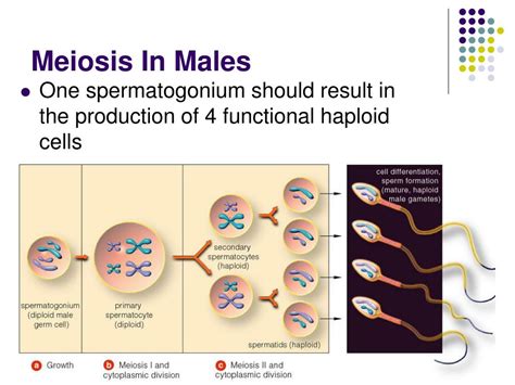 Ppt Meiosis Powerpoint Presentation Free Download Id377374