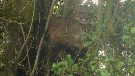 Fauna de Río Negro pide tranquilidad ante el avistaje de un puma en el