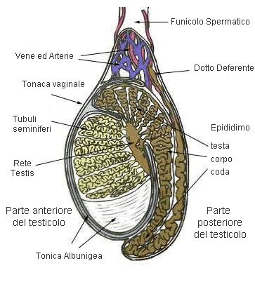 Ecografia Testicolare Scrotale Domus Mulieris