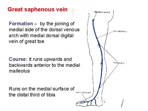 Venous And Lymphatic Drainage Of Lower Limb Dr