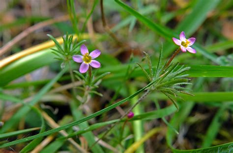 Leptosiphon Minimus Polemoniaceae Image At Phytoimages Siu Edu