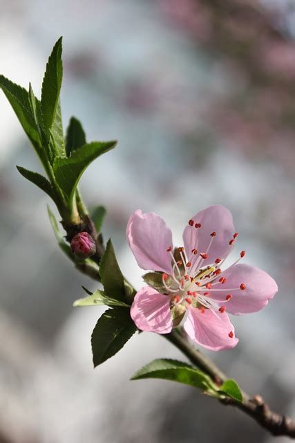 Achi Village Peach Blossom Festival 2024 - Events in Nagano - Japan Travel, peach blossom ...