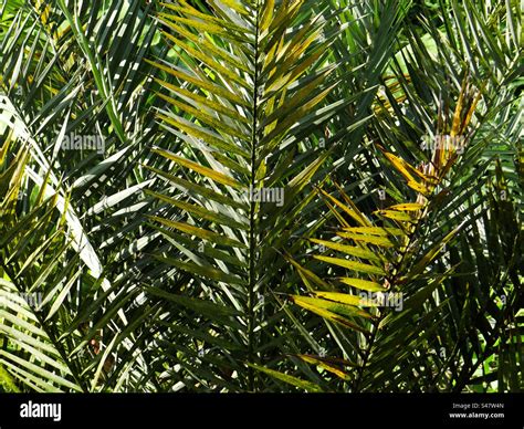 African Oil Palm Tree Hi Res Stock Photography And Images Alamy