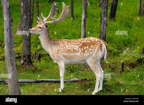 Deer Profile Hi Res Stock Photography And Images Alamy