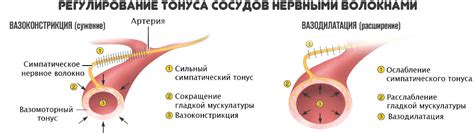 Сосудорасширяющие препараты: список таблеток вазодилататоров