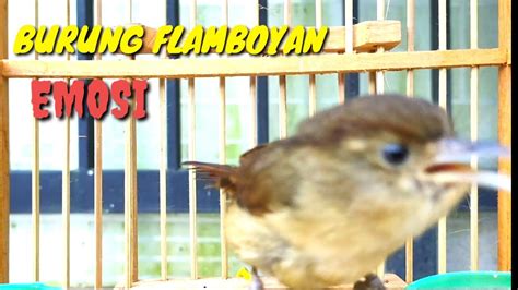 Burung Flamboyan Gacor Emosi Ngebren Rapat Nyerecet Cocok Buat