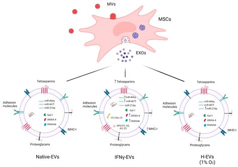 Ijms Free Full Text Mesenchymal Stem Cell Derived Extracellular