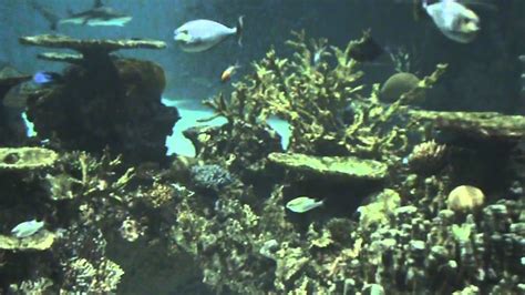 Blacktip Reef Exhibit At The National Aquarium In Baltimore Youtube