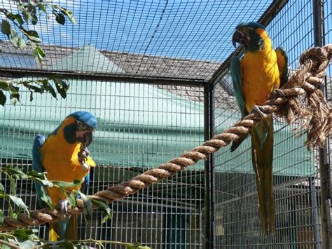 Birdworld Where To Go With Kids Hampshire