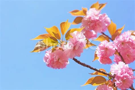 八重桜と青空 サクラ ピンクの花 No 2606210｜写真素材なら「写真ac」無料（フリー）ダウンロードok