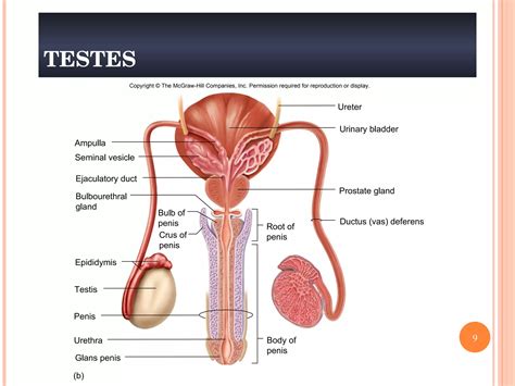 Chapt22 Reproductive Ppt