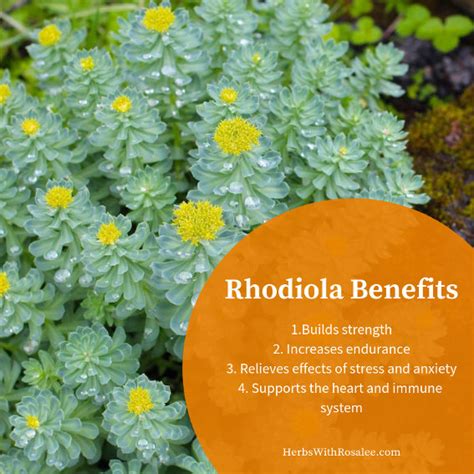 Proven Health Benefits Of Rhodiola Rosea 60 Off