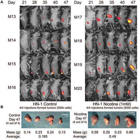 Long Term Nicotine Exposure Increases Size Of Tumors Formed In Nude
